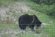 129 - Banff,Lake Louise,Morraine Lake  - IMG_0815